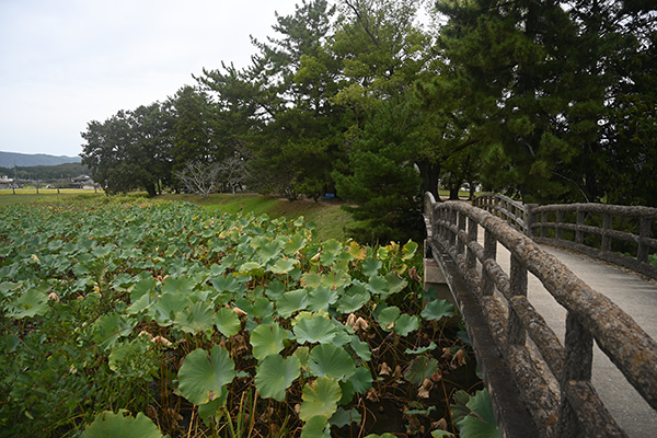 「宗治蓮」が群生する備中高松城の堀跡と本丸跡