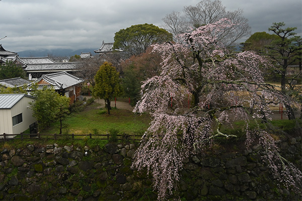 大和郡山城の内堀に咲く桜