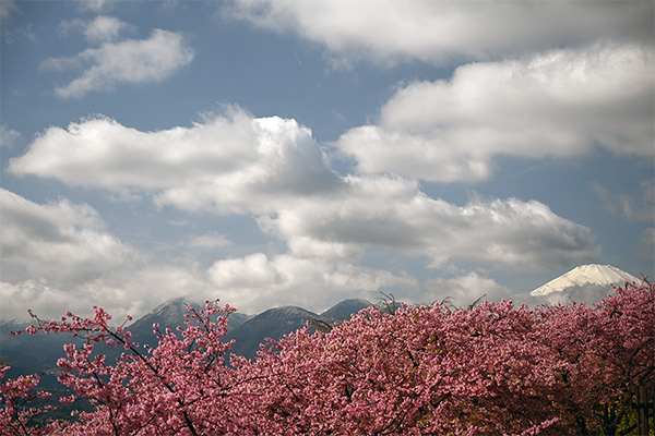 河津桜と富士山のコラボ