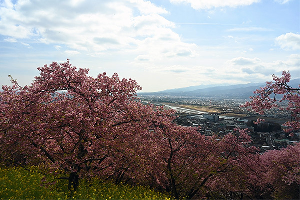 河津桜の向こうに見える小田原の風景