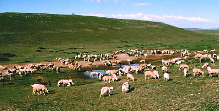 草原で草をはむ羊たち