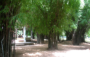 竹林精舎