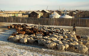 ゲル村落と羊の群れ