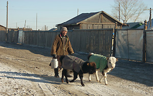 ゲル村落内を家畜連れで歩く人