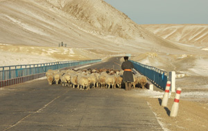 オルホン川を渡る羊の群れ