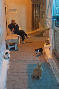 白壁のフェズの路地。モロッコには猫が多い