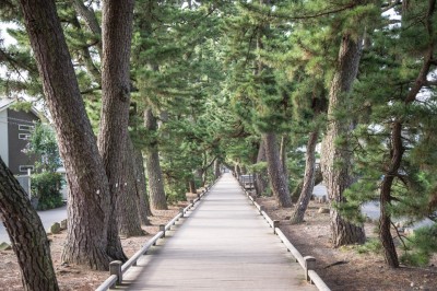 「神の道」と呼ばれる松並木道