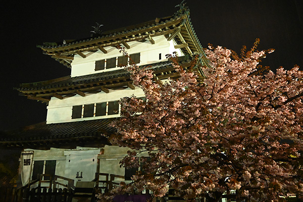 弘前城天守の側に咲く八重紅枝垂