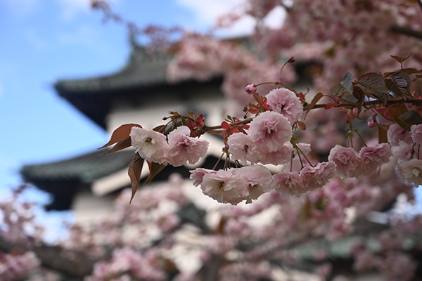 遅咲きの桜が咲き誇る弘前城