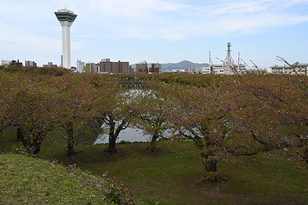 五稜郭の土塁の上を歩く