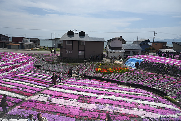 道南いさりび鉄道沿線の花の風景