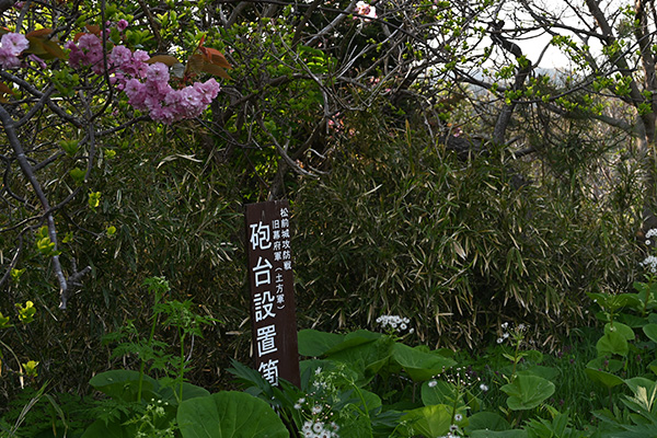 道南いさりび鉄道沿線の花の風景