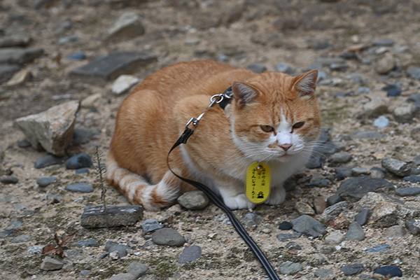 備中松山城の猫城主・さんじゅーろー