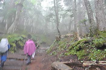 須走口を歩き始めたばかりの山道