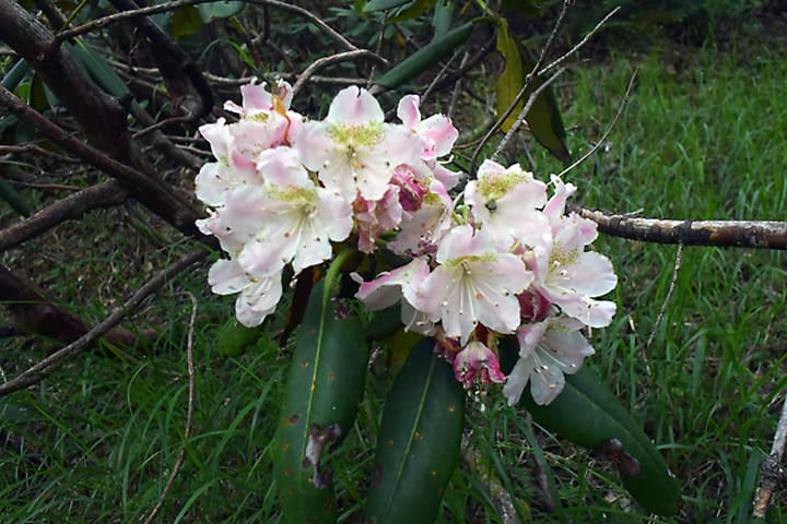 シャクナゲの花