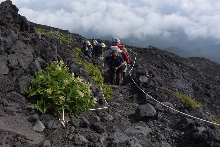 イタドリが咲く登山道