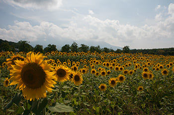 花の都公園