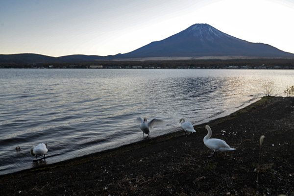 富士山と白鳥