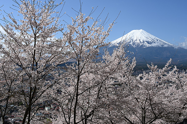 富士山と桜