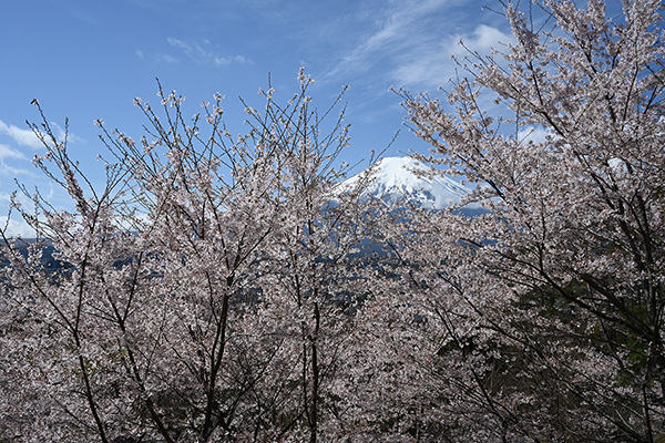 富士山と桜