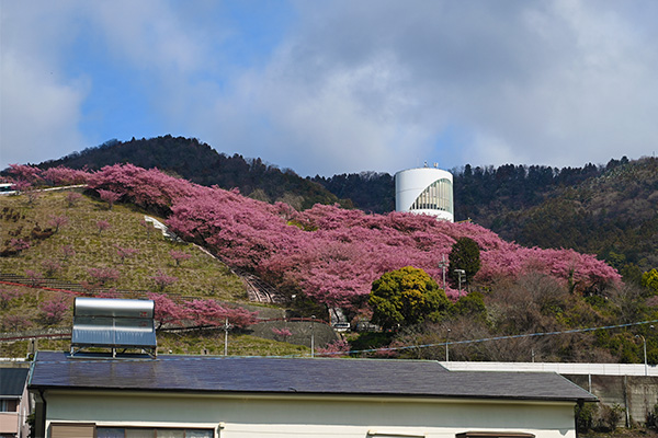 河津桜に彩られた西平畑公園