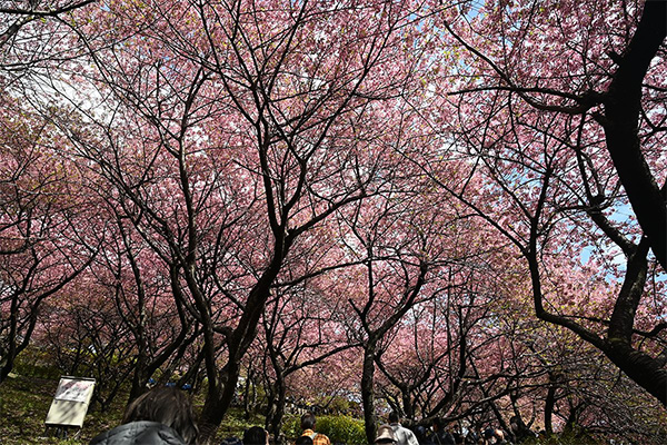 西平畑公園の桜のトンネル"