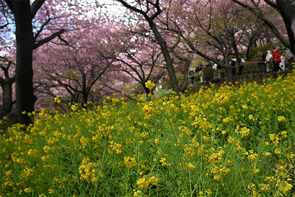 菜の花と河津桜