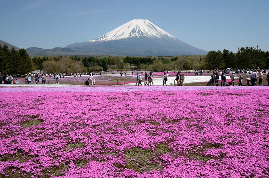 富士山