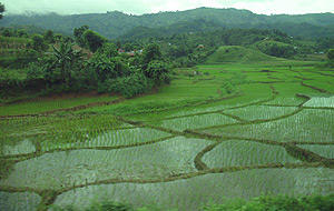 田園風景