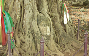 菩提樹の幹に埋まり込んだ仏頭