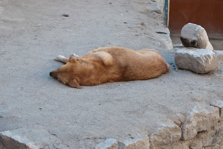 犬