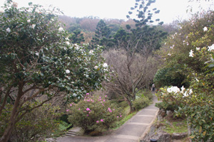 陽明山の遊歩道