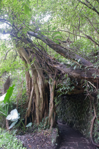 樹木のトンネル