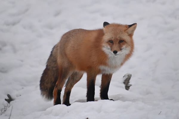 アカキツネ 