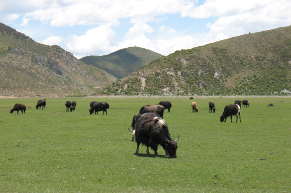 東南チベットのギェルタン近郊のナパ海
