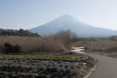 河口湖林間学園裏手より望む富士山