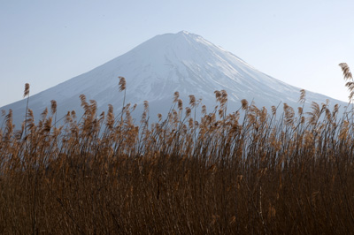 葦原の向こうに見える富士山