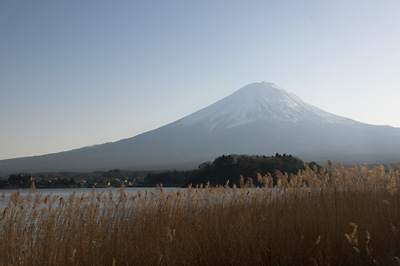 葦原の向こうに見える富士山