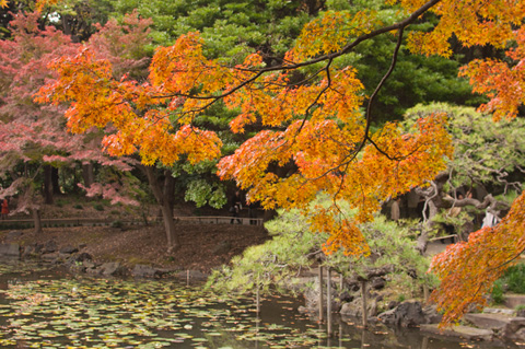 小石川後楽園の紅葉