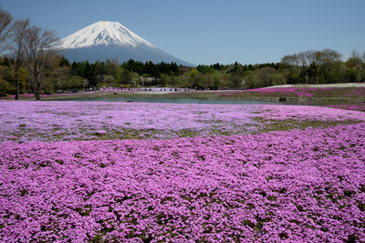 富士芝桜まつり