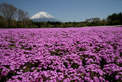 富士芝桜まつり