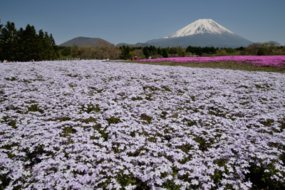 富士芝桜まつり