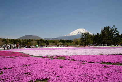 富士芝桜まつり