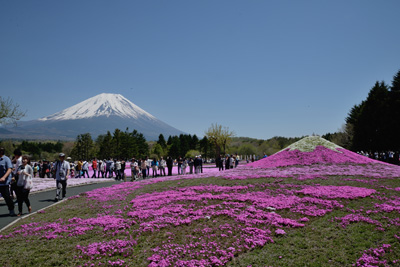 富士芝桜まつり