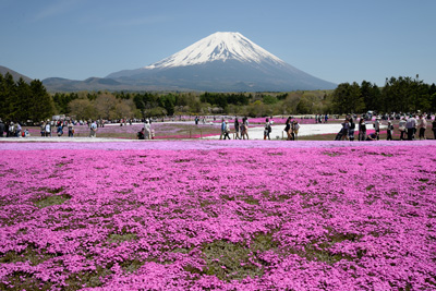 富士芝桜まつり