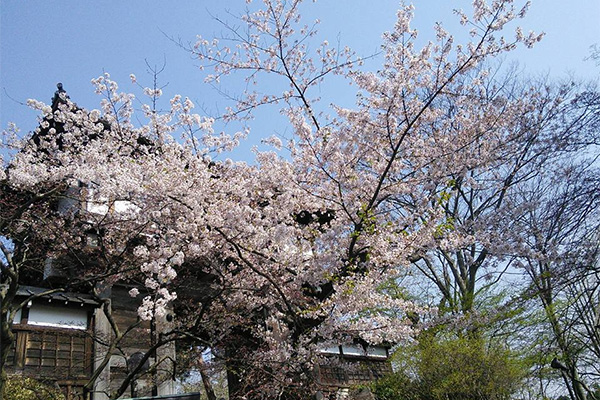 千秋公園桜祭り