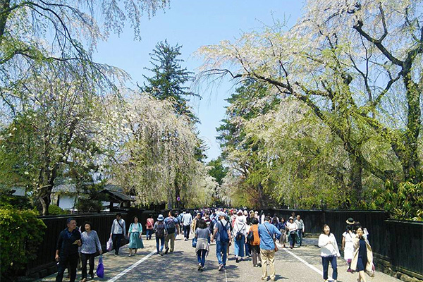 角館の武家屋敷通り