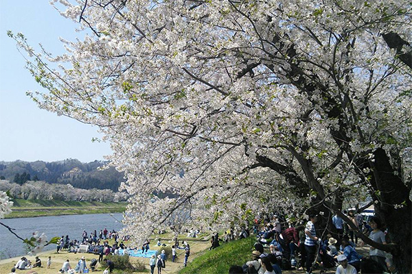 角館の桧木内川河川敷