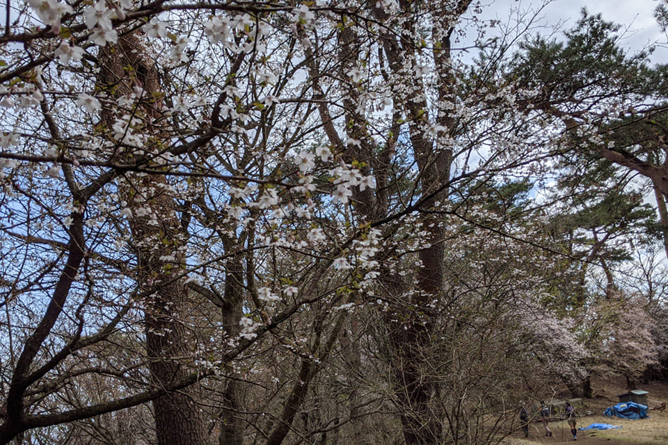 山桜