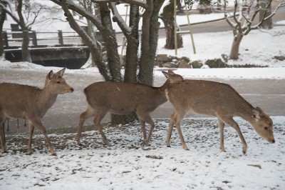 奈良公園の鹿